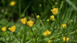 Meadowside DC Buttercups Class