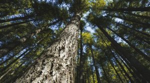 Meadowside DP Giant Redwood Class