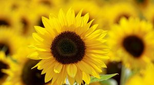 3-4 Year Olds Nursery - Sunflowers Class